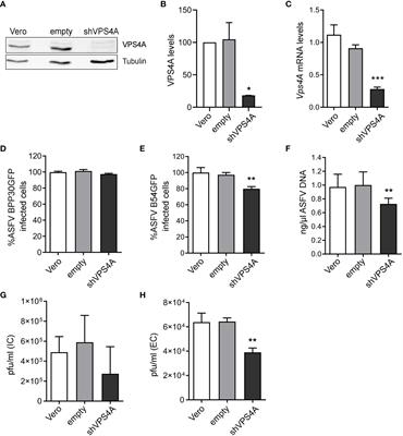 Insights into the function of ESCRT complex and LBPA in ASFV infection